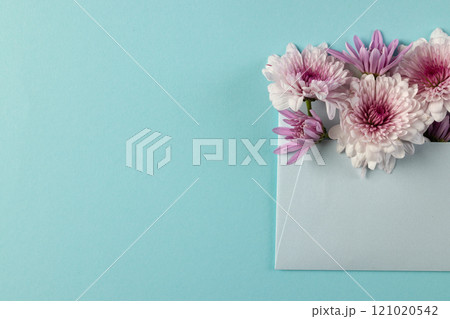 White and pink flowers in white envelope and copy space on blue background White and pink flowers in white envelope and copy space on blue background 121020542