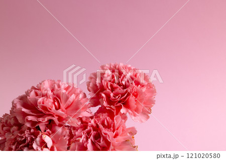 Bunch of pink carnation flowers with copy space on pink background Bunch of pink carnation flowers with copy space on pink background 121020580