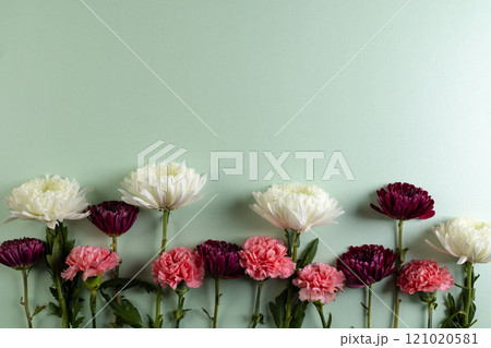 White and pink flowers with copy space on green background 121020581