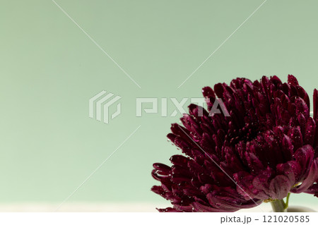 Purple flower and copy space on green background Purple flower and copy space on green background 121020585