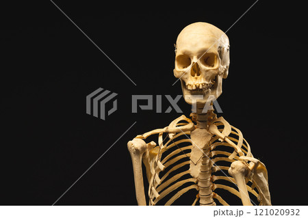 Plastic skeleton with copy space on black background Plastic skeleton with copy space on black background 121020932