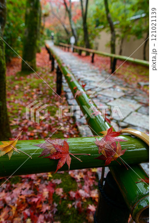 竹垣の散り紅葉（光悦寺）_9822 121021139