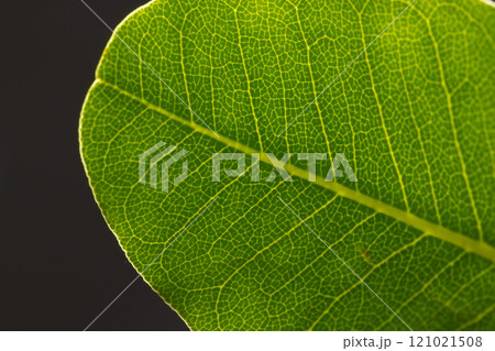 Micro close up of green leaf and copy space on grey background Micro close up of green leaf and copy space on grey background 121021508