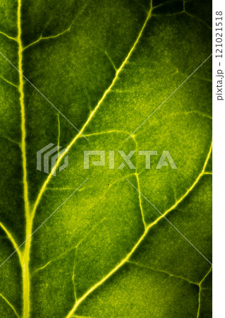 Micro close up of green leaf and copy space Micro close up of green leaf and copy space 121021518