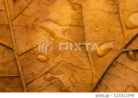Micro close up of orange leaf with water drops and copy space Micro close up of orange leaf with water drops and copy space 121021540