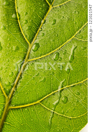 Micro close up of green leaf with water drops and copy space 121021547