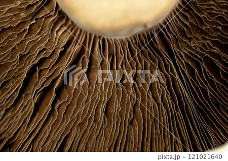 Micro close up of mushroom blades and cap 121021640