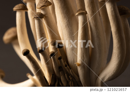 Micro close up of mushrooms with copy space on grey background 121021657
