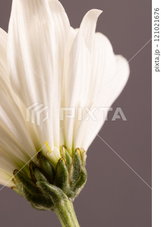 Micro close up of white flower with copy space on grey background Micro close up of white flower with copy space on grey background 121021676