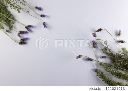 Purple lavender flowers and copy space on white background 121021918