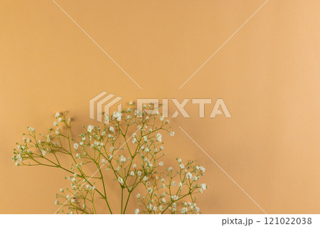 Multiple white flowers and copy space on yellow background Multiple white flowers and copy space on yellow background 121022038