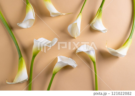 White kalia flowers and copy space on orange background White kalia flowers and copy space on orange background 121022082
