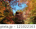 金剛輪寺三重塔と紅葉のグラデーション 121022163