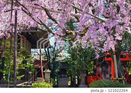 水火天満宮 美しい枝垂れ桜(京都府京都市上京区) 水火天満宮 美しい枝垂れ桜(京都府京都市上京区) 121022264