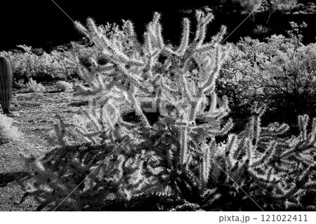 Infrared Cholla cactus, Sonora Desert, Mid Spring 121022411