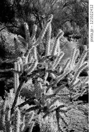 Infrared Cholla cactus, Sonora Desert, Mid Spring 121022412