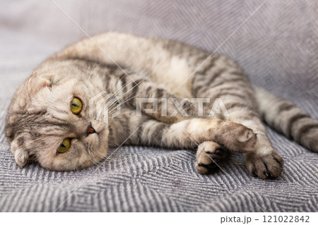 Gray scottish fold posing on gray couch Gray scottish fold posing on gray couch 121022842