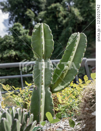 Stunning of Cereus Stenogonus. Green Cactus plant, 121023742