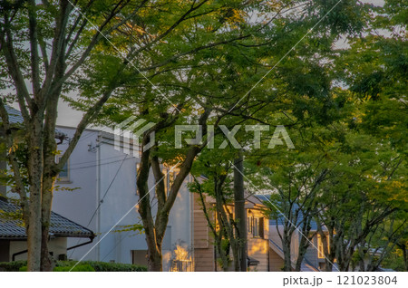 新緑が美しい、街路樹 121023804