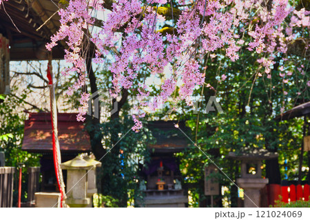 水火天満宮 美しい枝垂れ桜(京都府京都市上京区) 水火天満宮 美しい枝垂れ桜(京都府京都市上京区) 121024069