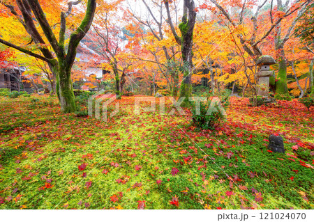 秋の圓光寺 秋の圓光寺 121024070