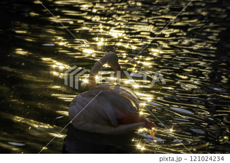 夕日に照らされるフラミンゴ 121024234