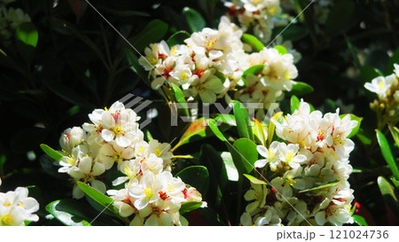 シャリンバイ(タチシャリンバイ)の花の満開の風景 シャリンバイ(タチシャリンバイ)の花の満開の風景 121024736