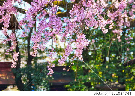 水火天満宮　美しい枝垂れ桜（京都府京都市上京区） 121024741
