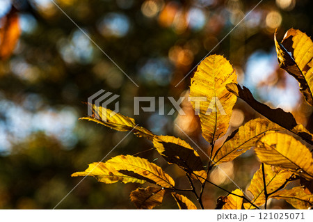 木漏れ日を浴びて輝く秋の景色 木漏れ日を浴びて輝く秋の景色 121025071