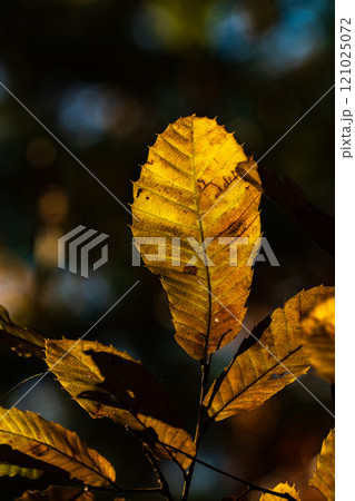 木漏れ日を浴びて輝く秋の景色 121025072