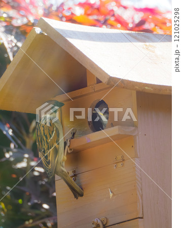 巣箱で子育てが順調なスズメ 121025298