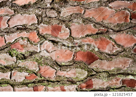 Pinus Pinaster Tree Bark texture. Close up. Copy space. Pinus Pinaster Tree Bark texture. Close up. Copy space. 121025457