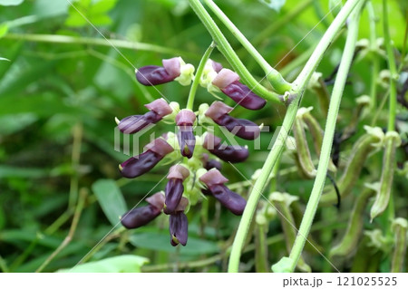 ムクナ豆の花 ムクナ豆の花 121025525