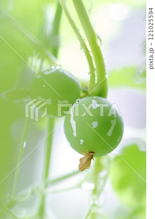 オキナワスズメウリの実 沖縄スズメウリ オキナワスズメウリの実 沖縄スズメウリ 121025594