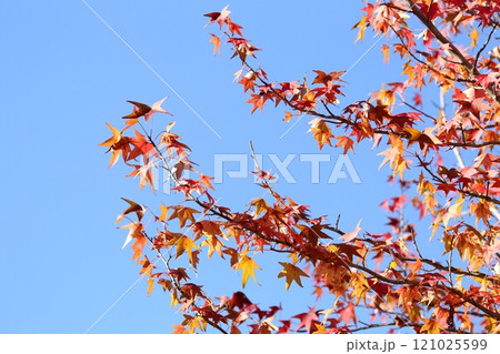 色鮮やかに紅葉する木(アメリカフウ、 モミジバフウ) 色鮮やかに紅葉する木(アメリカフウ、 モミジバフウ) 121025599