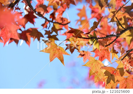 色鮮やかに紅葉する木（アメリカフウ、 モミジバフウ）色鮮やかに紅葉する木（アメリカフウ、 モミジバフ 121025600