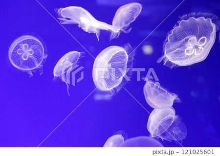 クラゲ　水族館 121025601