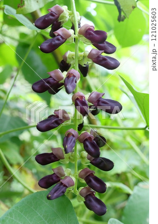 ムクナ豆の花 ムクナ豆の花 121025603