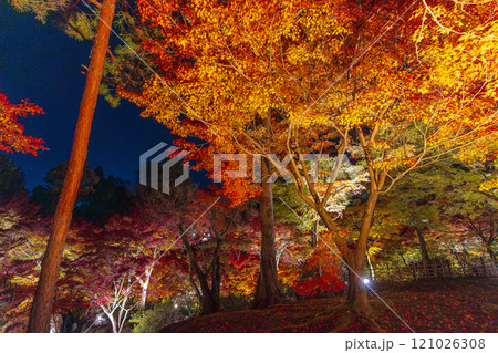 秋の京都東山 東福寺 紅葉ライトアップ 秋の京都東山 東福寺 紅葉ライトアップ 121026308