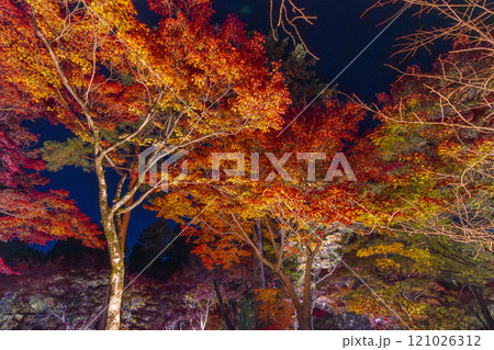 秋の京都東山　東福寺　紅葉ライトアップ 121026312
