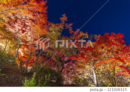 秋の京都東山 東福寺 紅葉ライトアップ 秋の京都東山 東福寺 紅葉ライトアップ 121026323
