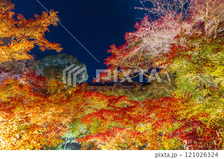 秋の京都東山 東福寺 紅葉ライトアップ 秋の京都東山 東福寺 紅葉ライトアップ 121026324