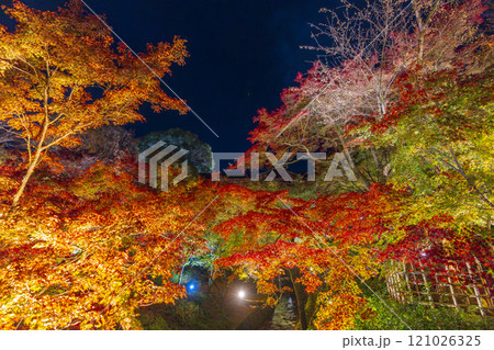 秋の京都東山　東福寺　紅葉ライトアップ 121026325