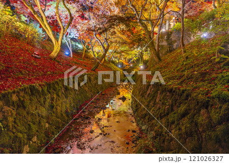 秋の京都東山 東福寺 紅葉ライトアップ 秋の京都東山 東福寺 紅葉ライトアップ 121026327