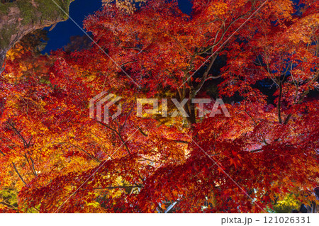 秋の京都東山　東福寺　紅葉ライトアップ 121026331