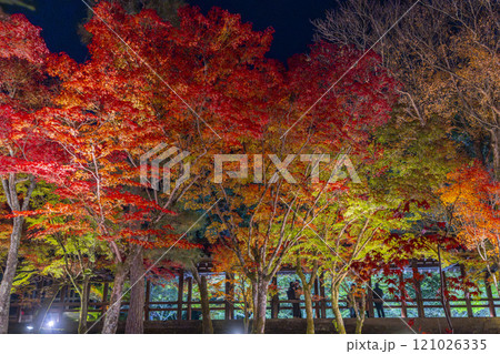秋の京都東山　東福寺　紅葉ライトアップ 121026335