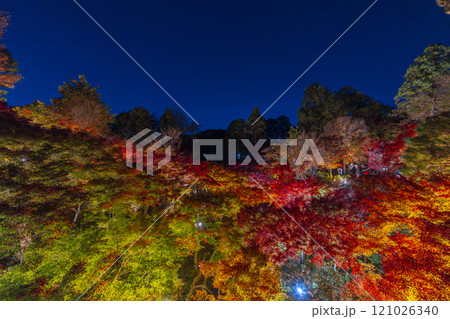 秋の京都東山　東福寺　紅葉ライトアップ 121026340