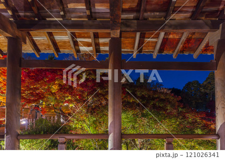 秋の京都東山 東福寺 紅葉ライトアップ 秋の京都東山 東福寺 紅葉ライトアップ 121026341