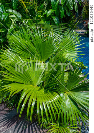 A vibrant lush green tropical palm leaf found in its natural and beautiful setting and environment 121026449