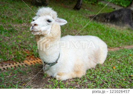 A Cute White Alpaca Persistently Grazing in the Beautiful Greenery of Its Habitat 121026457